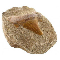 Köpek Balığı Dişi Fosili Matrix Kaya Kütüğü Üzerinde